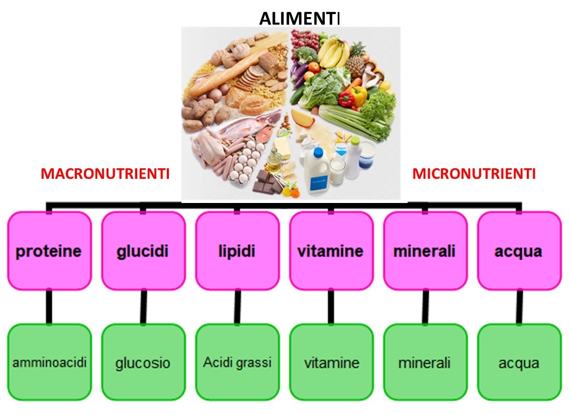 sana alimentazione, alimentazione bilanciata, macro-nutrienti, micro-nutrienti